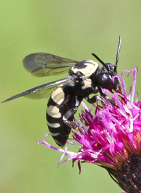 Triepeolus remigatus